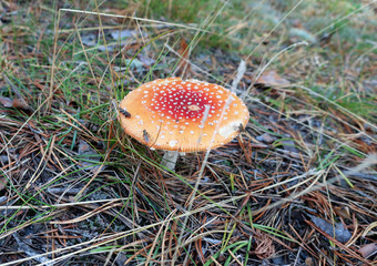Amanita muscaria close up among the grass, twigs and moss. Sunny autumn day