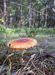 Amanita muscaria close up among the grass, twigs and moss. Sunny autumn day