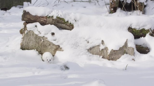 Stoat in the snow