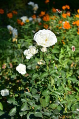 White roses, rosebush and orange flowers in a public park.