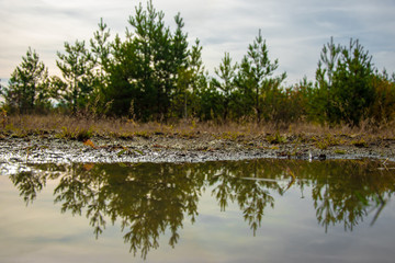 reflection of the forest in a puddle