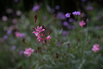 chrysanthemum in field