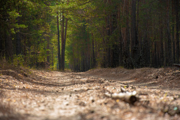 sandy road in the forest