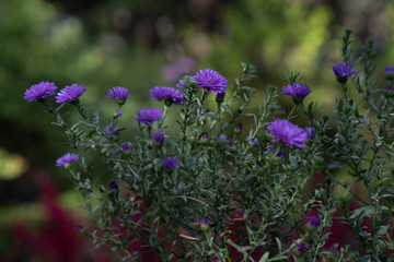 chrysanthemum in field