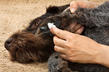 treatment of dog's paw with medication