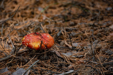 fly agaric through the leaves