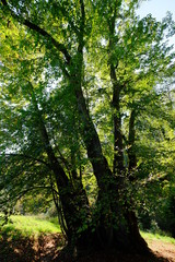 Obraz premium Tassilolinde bei Wessobrunn