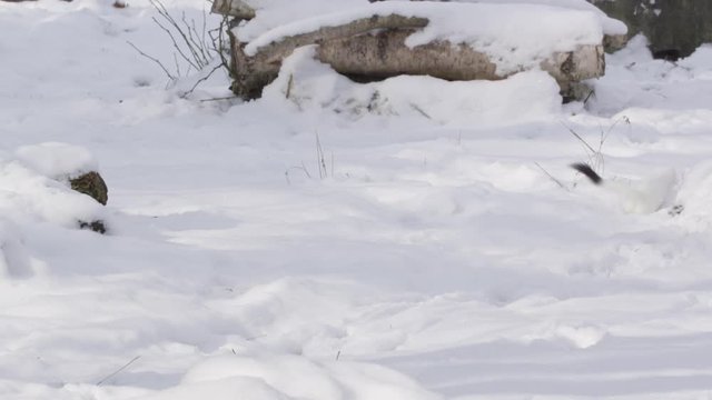 Stoat in the snow