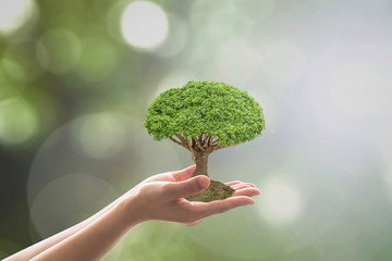 Sustainable environment, saving environmental ecosystem of forest, and go green concept with tree...