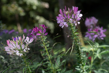 chrysanthemum in field