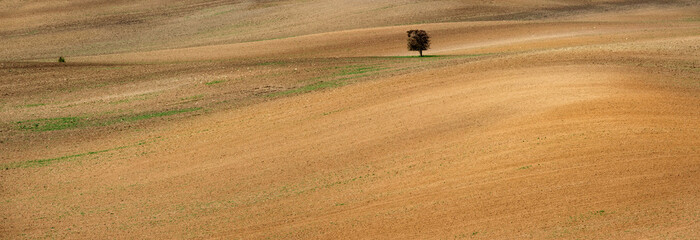 Obraz premium Lonely tree on spacious Moravian czech fied