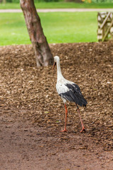 Storch geht zu Fuß