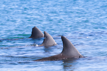 Delfinfinnen