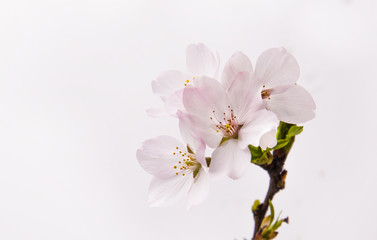 Naklejka na ściany i meble The cherry blossoms are in full bloom