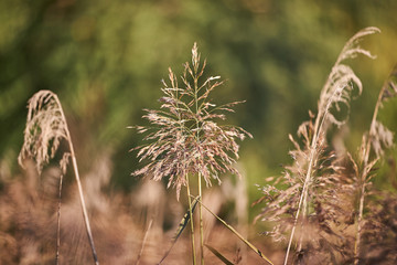 Detailed Picture of the golden blooming reed with blurry background in the evening sunset light in the autumn. Bush on the bank of the lake in forest in the countryside.