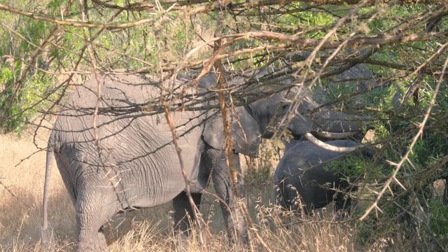 African Wild Elephants Graze In The Bushes