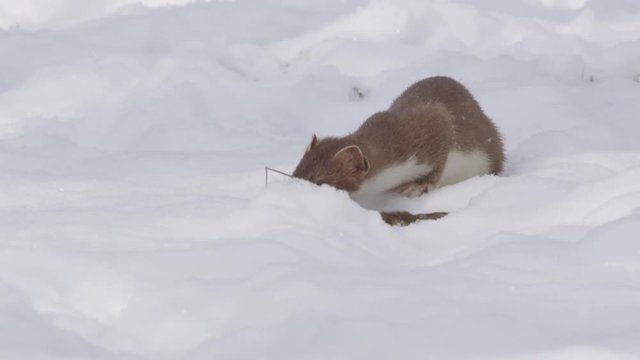 Stoat in the snow