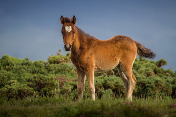 Foal in field
