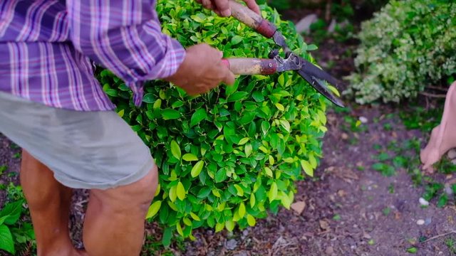 Hand of gardener used garden shears to trimming and cutting a hedge or branch of tree, full HD, slow motion.