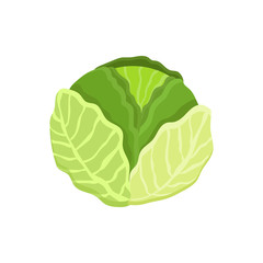 Cabbage Healthy Vegetable, Vector Illustration