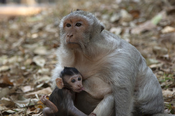 Fototapeta premium Little monkey Long Tail Macaque drinking milk from his mother and the mother monkey is breastfeeding her baby.