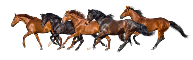 Obraz premium Herd of horses run gallop isolated on white