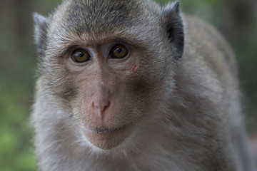 Close-up portrait of a monkey Long Tail Macaque with a scratch at his face, and a green background.