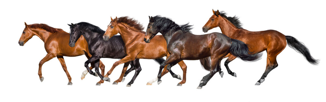 Fototapeta Herd of horses run gallop isolated on white