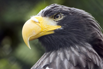 Steller's Sea Eagle, predator with big yellow beak and mean looking eyes.