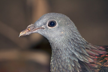 Grey Tropical Bird with golden beak and backfeathers on a blurred background.