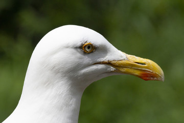 Close up portrait of an European Herring Gull and a blurred green background.