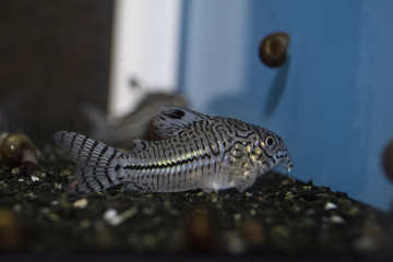 Fish Leopard Cory Corydoras trilineatus catfish swiming in freshwater aquarium 