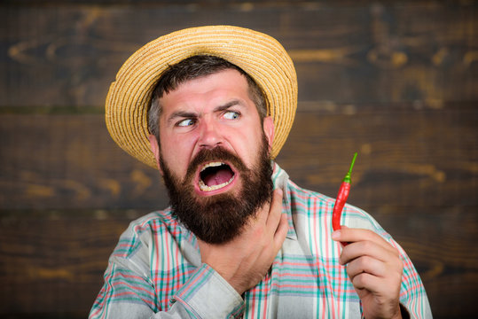 Man hold pepper harvest. Farmer presenting hot chilli pepper wooden background. Bearded farmer hold pepper in hand. Pepper harvest concept. Rustic farmer in straw hat likes spicy taste