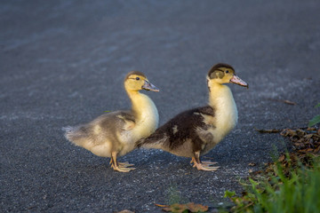 Two young muscovy duck chicks crossing the asphalt street.