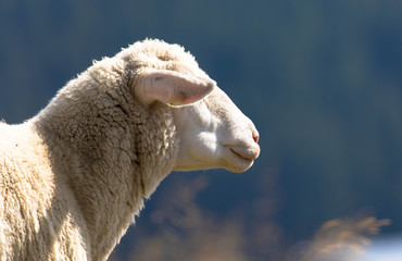 Schaaf blickt in die Ferne