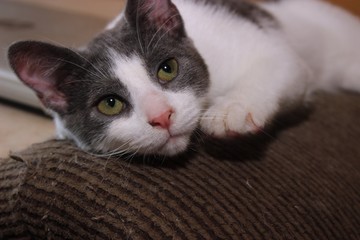 PRETTY GRAY & WHITE KITTEN