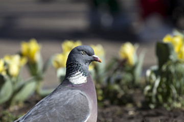 Common Wood Pigeon at a blurred background of green and yellow flowers.