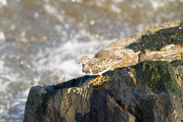 Ruddy turnstorne (Arenaria interpres) foraging at low tide on coastal area,