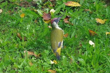 Grünspecht im Garten