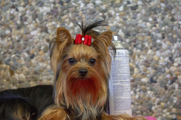 Little Yorkshire terrier with red bow, sitting in front of a gravel wall being groomed with hairspray at a dogshow.