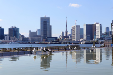 Viewing Rainbow Bridge and Tokyo Bay, with Seagulls