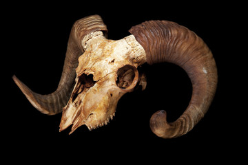 Old ram skull isolated on the black background