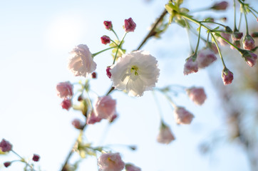 The flowers are delicate, pink and white cherry blossom, blooming in spring.
