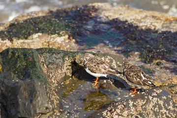 Ruddy turnstone (Arenaria interpres) foraging
