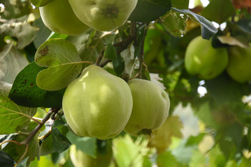 Quince. Fresh organic quince on a tree
