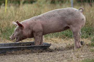Little swine, young pig, piglet, eating out of a metal trough, at a hay ground and grass green background.