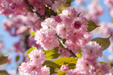 The flowers are delicate, pink and white cherry blossom, blooming in spring.