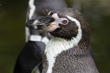 Naklejka premium Close up portrait of a Humboldt penguin looking seriously.