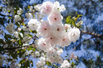 The flowers are delicate, pink and white cherry blossom, blooming in spring.
