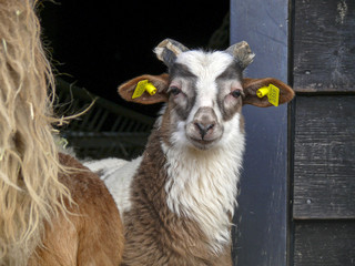 Young Drent Heath Sheep with broken horns.